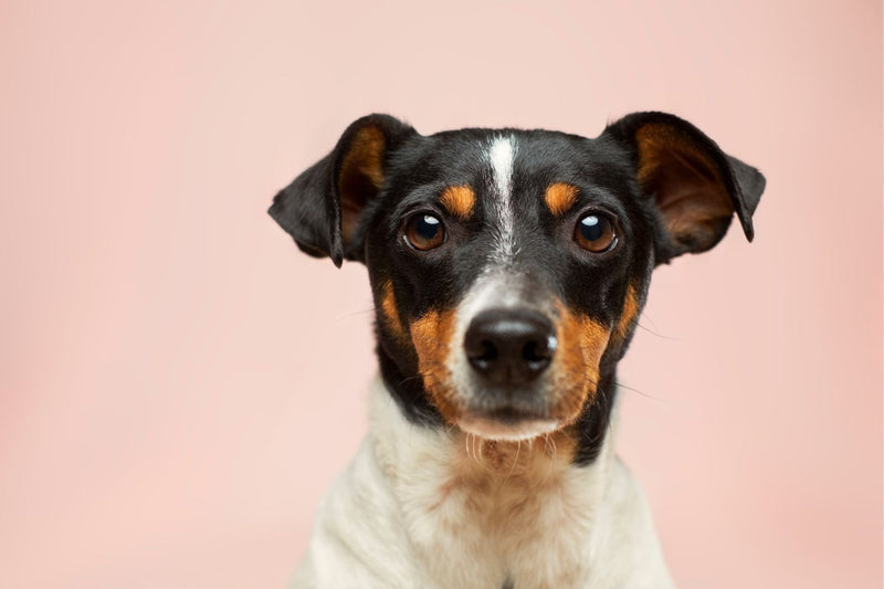 Haustier - Grünschloss