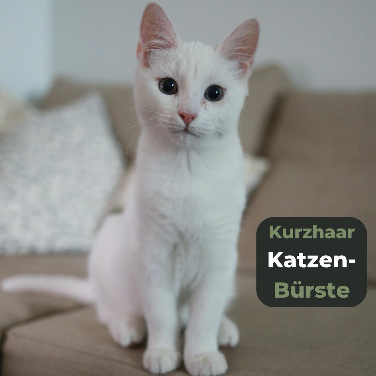 Süße weiße Katze - Katzenbürste